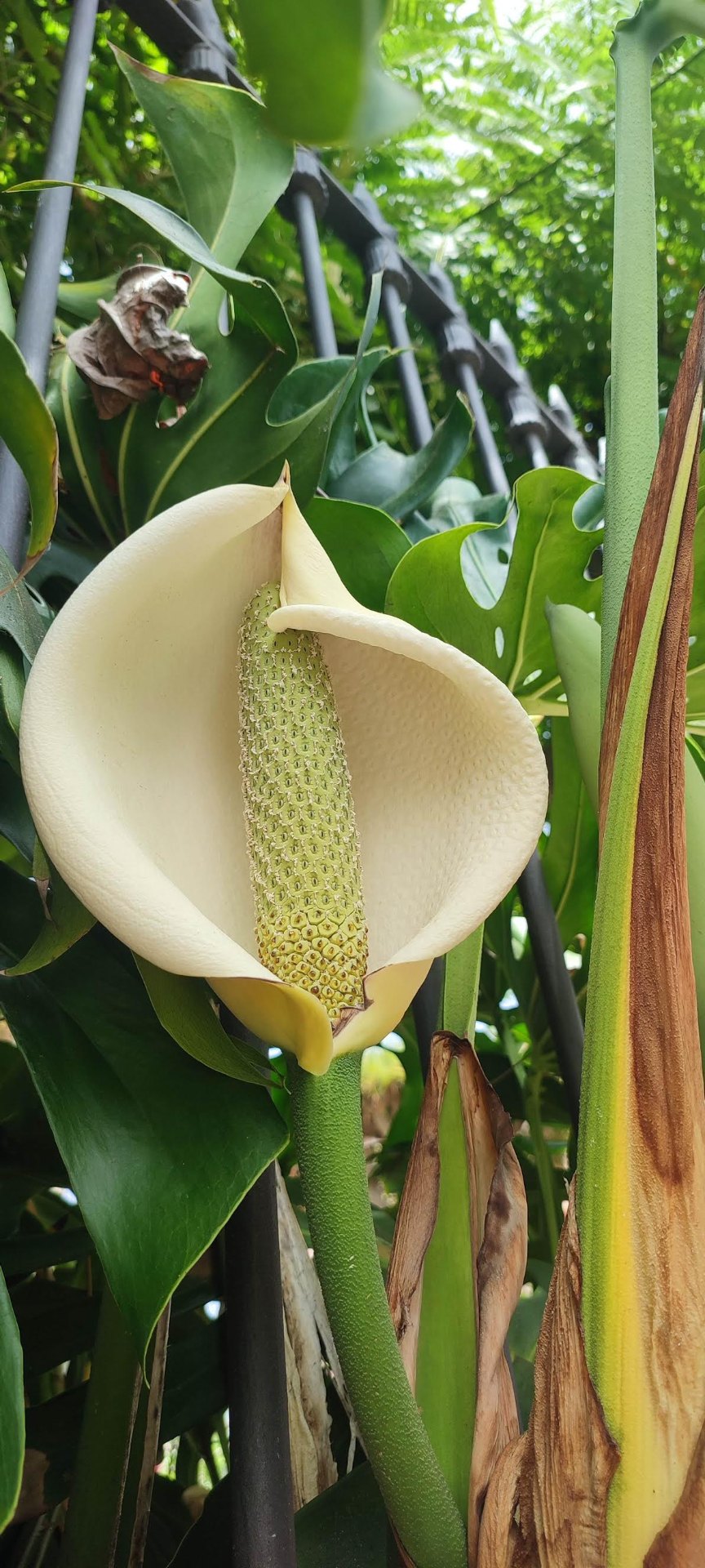Flor de monstera en floración entre vegetación tropical