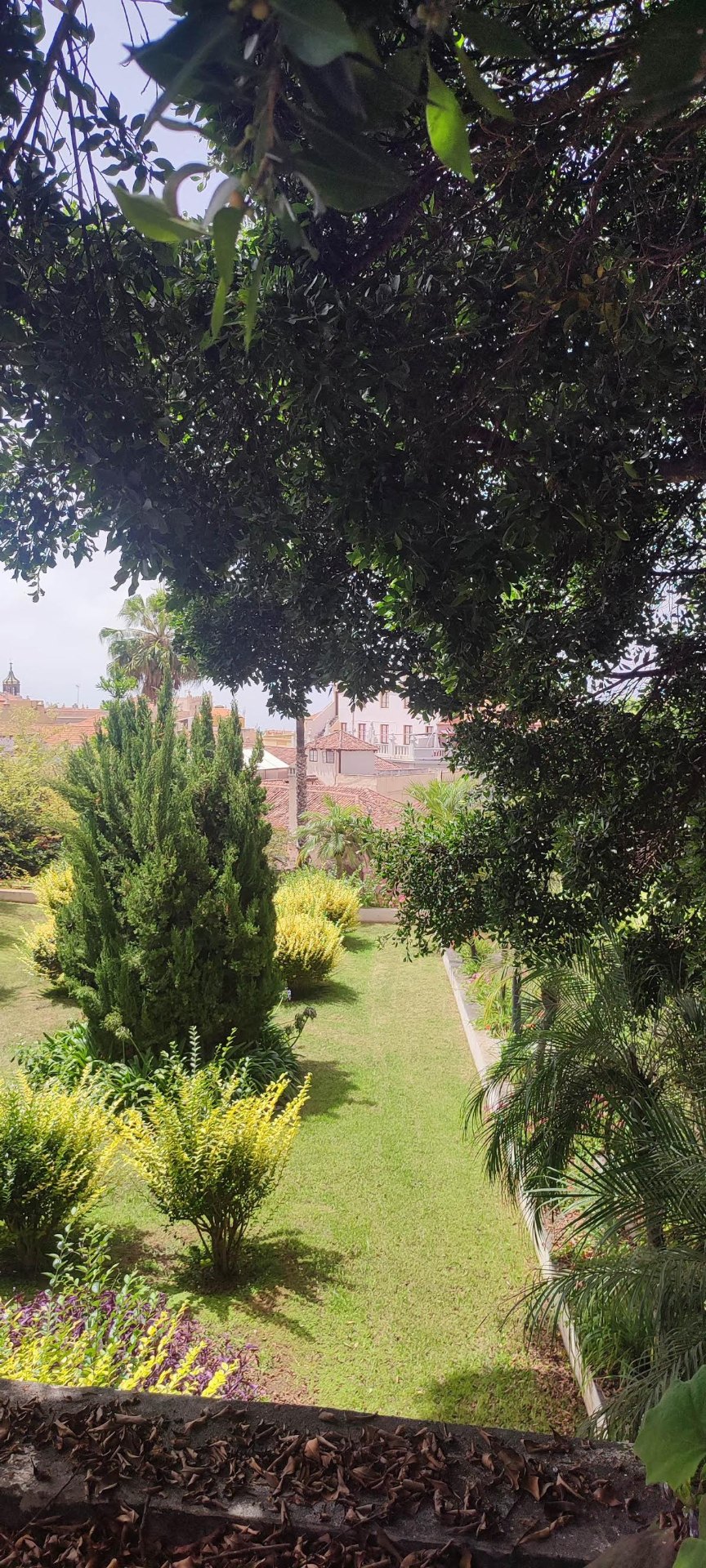 Vista entre los árboles hacia los tejados de La Orotava
